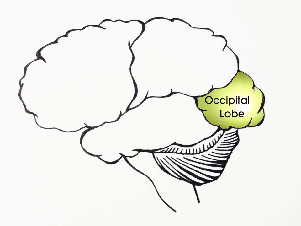 a picture of an occipital lobe